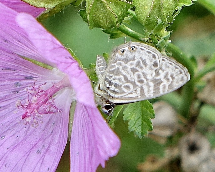Lang's short-tailed blue